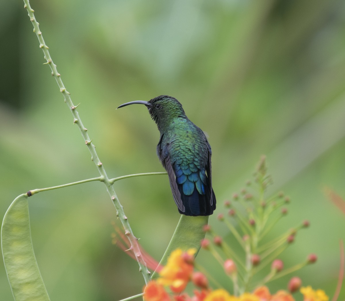 Green-throated Carib - David Darrell-Lambert