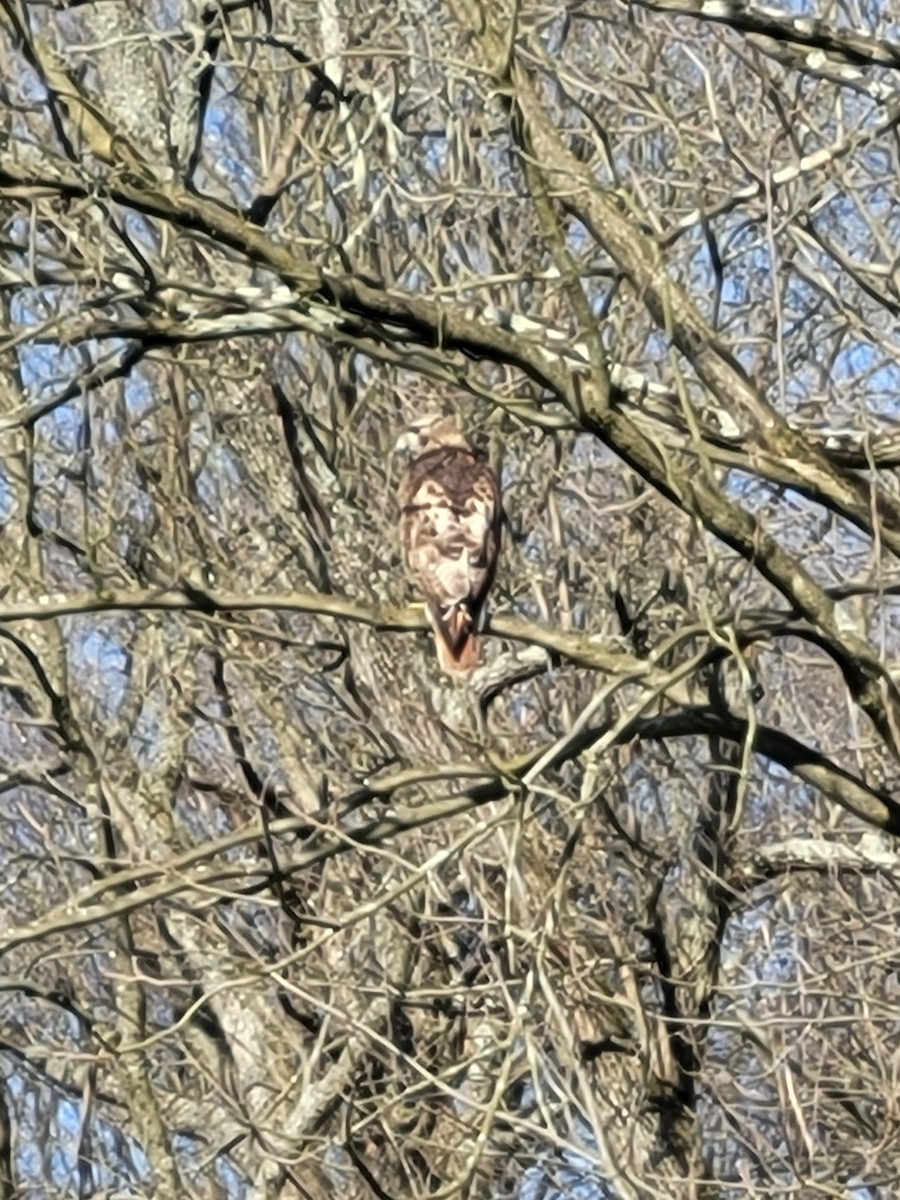 Red-bellied Woodpecker - ML617134035