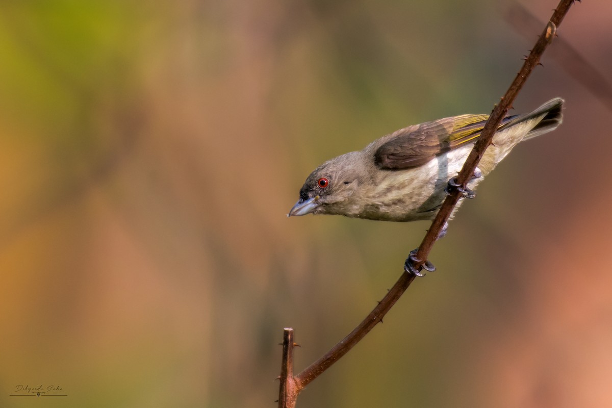 Thick-billed Flowerpecker - ML617134061