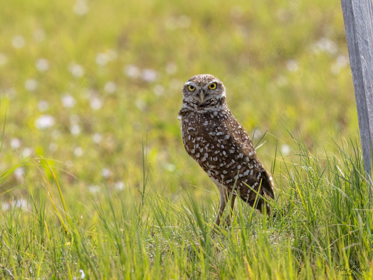 Burrowing Owl - ML617134081