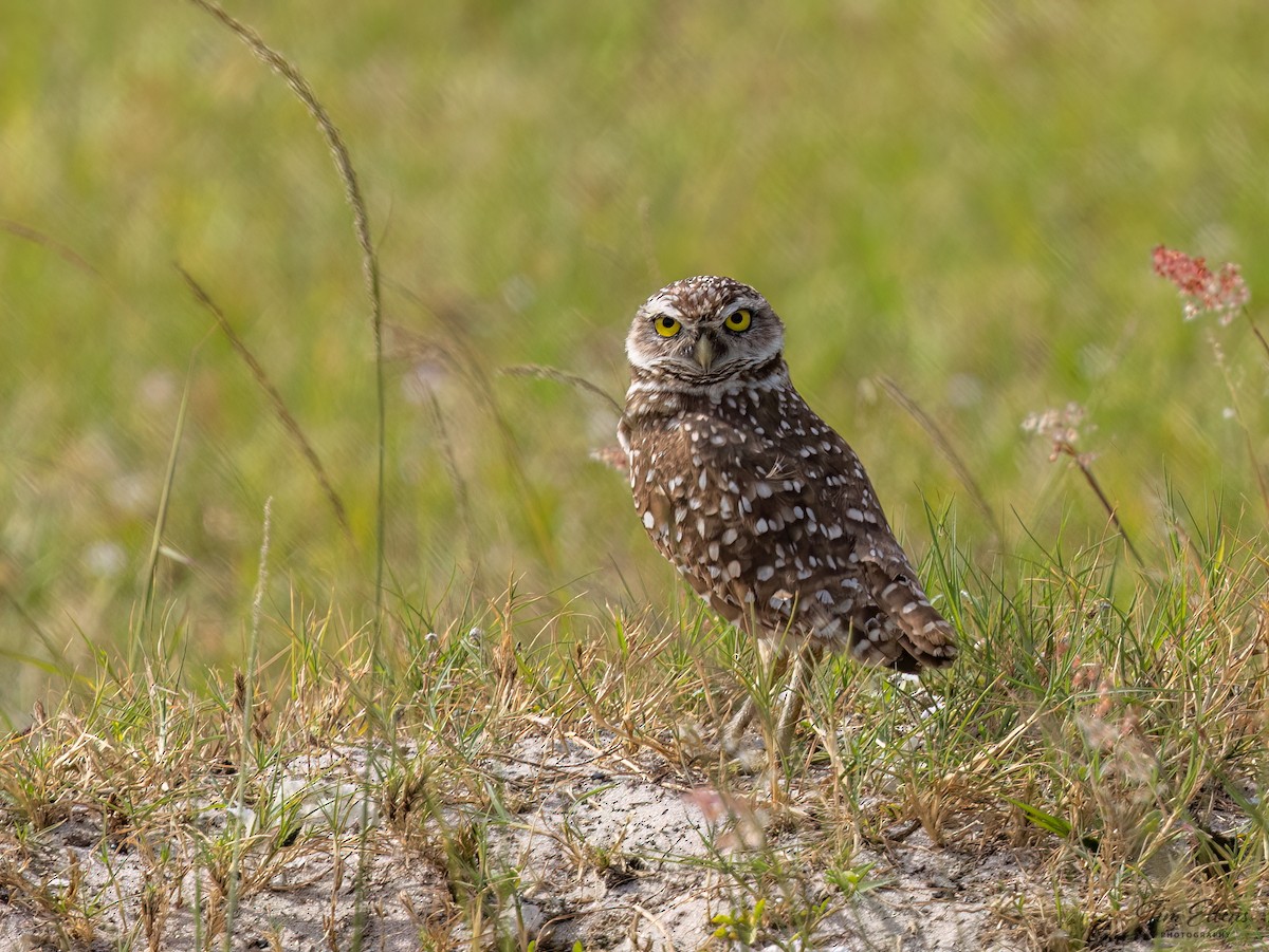 Burrowing Owl - ML617134083