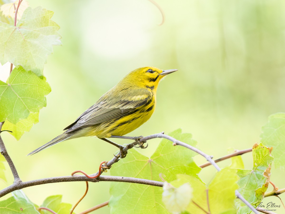 Prairie Warbler - ML617134088