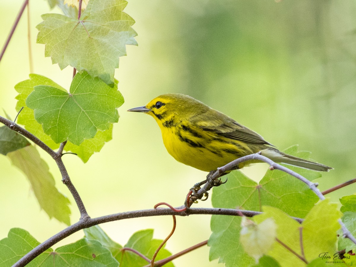 Prairie Warbler - ML617134089