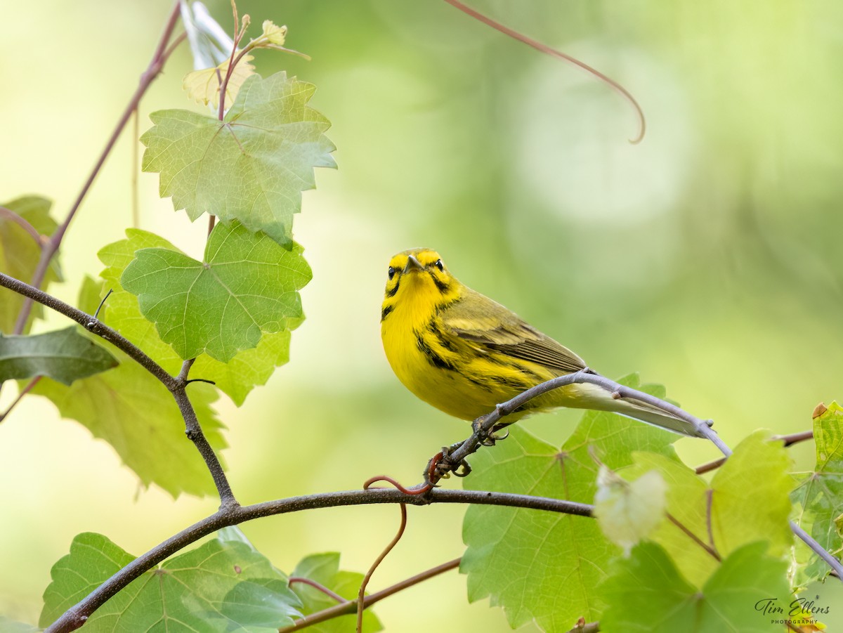 Prairie Warbler - ML617134091