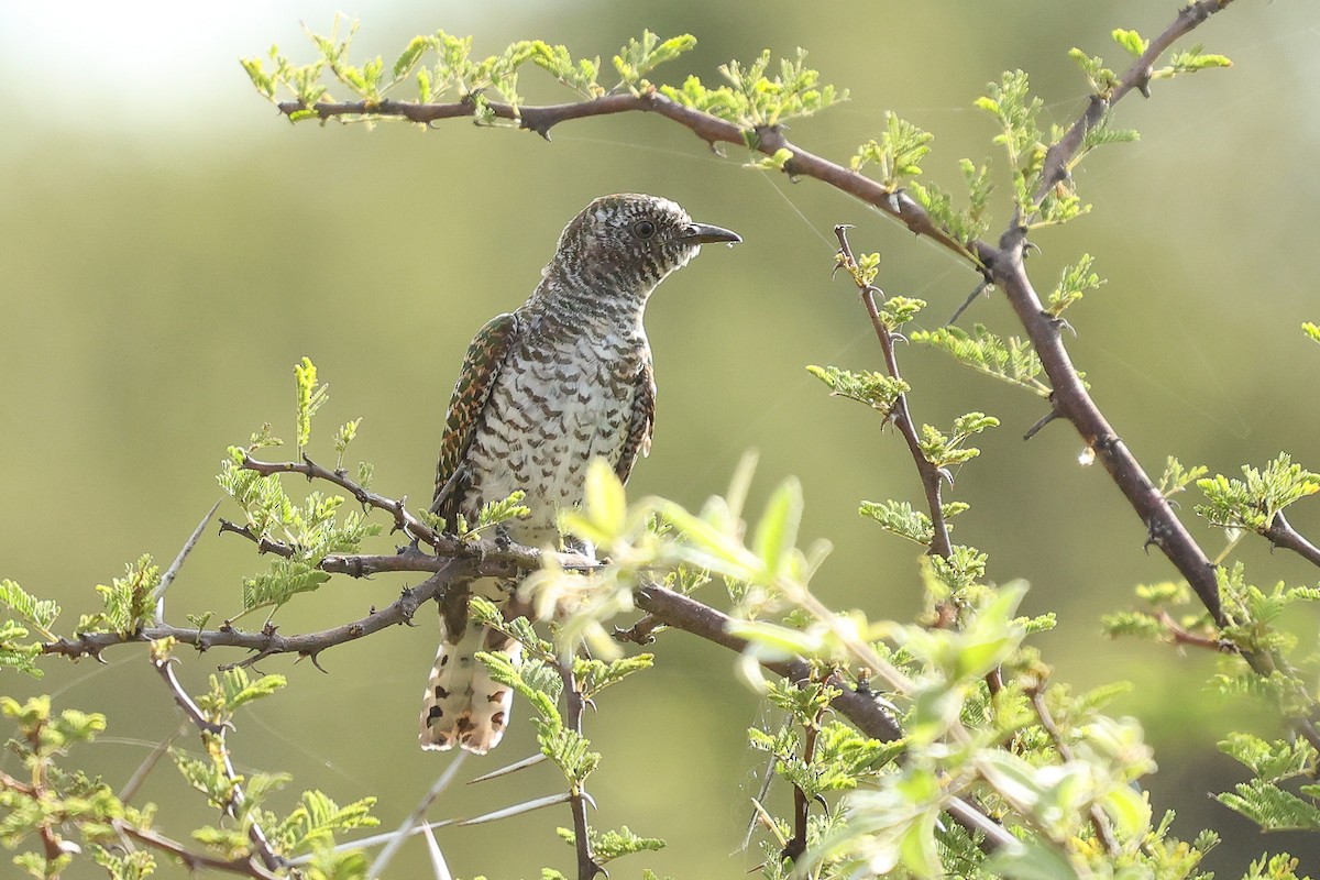 Klaas's Cuckoo - ML617134114