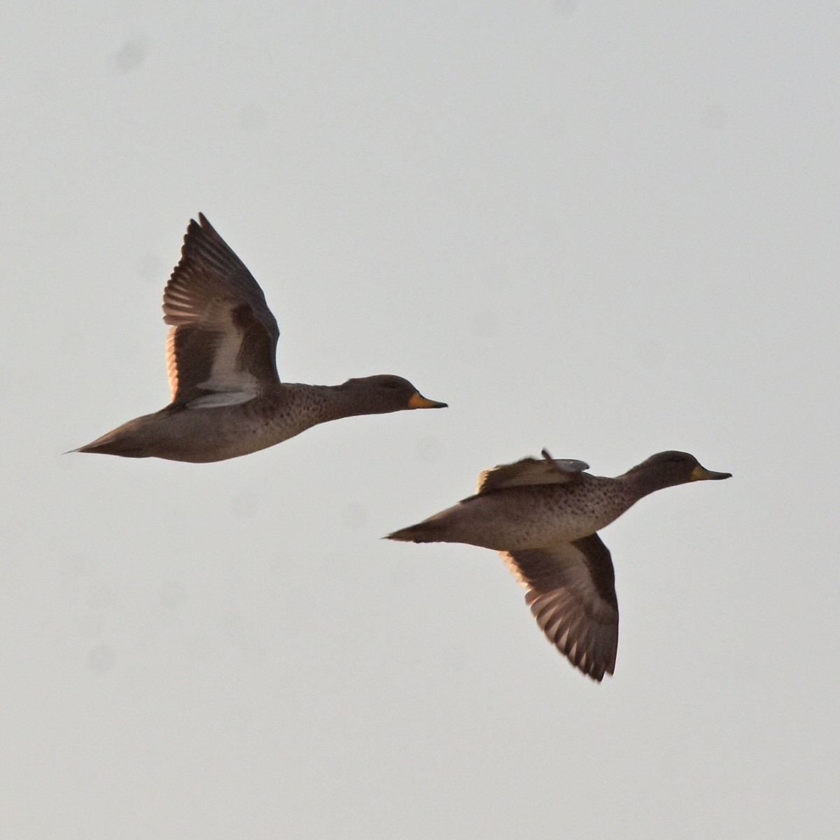 Yellow-billed Teal - ML617134153