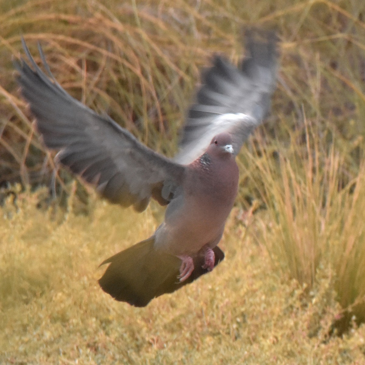 Picazuro Pigeon - ML617134157