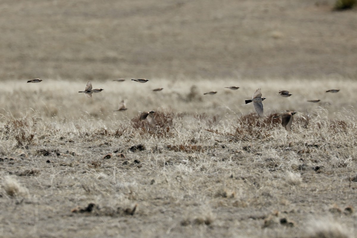 Horned Lark - ML617134175