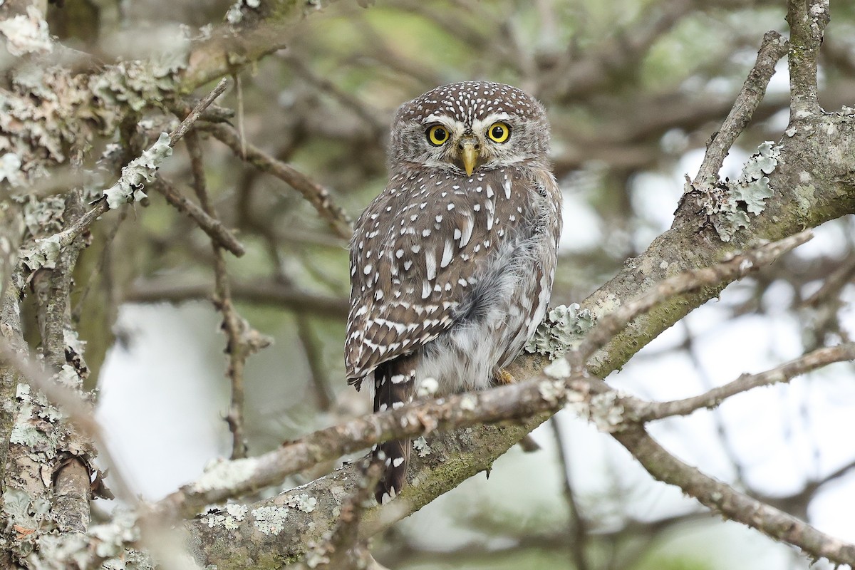 Pearl-spotted Owlet - Daniel Engelbrecht - Birding Ecotours