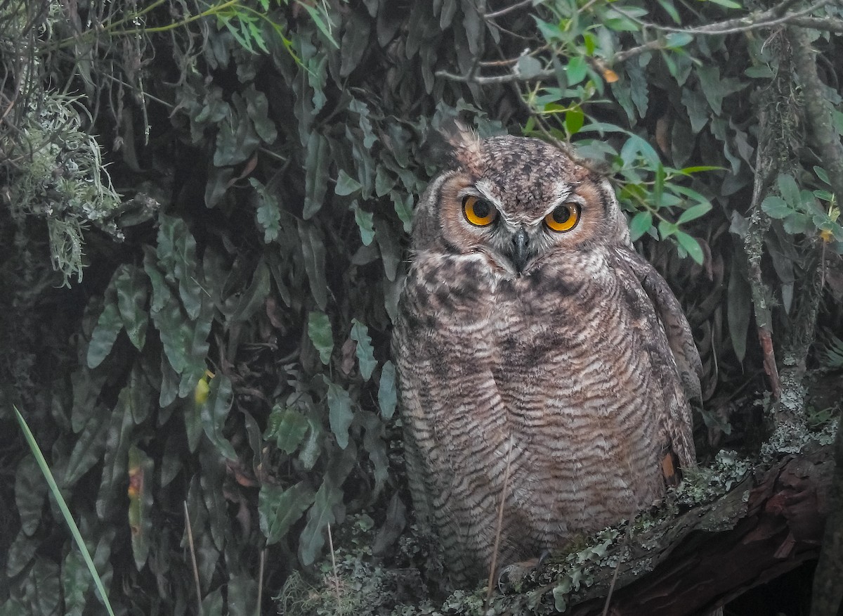 Lesser Horned Owl - ML617134211