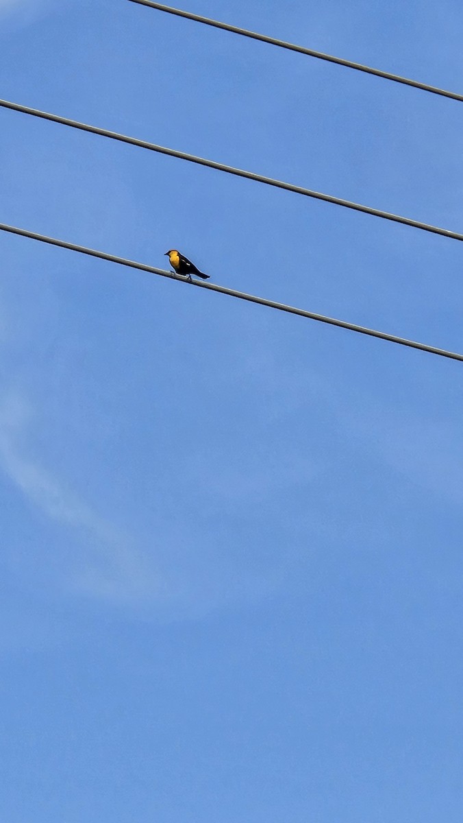 vlhovec žlutohlavý - ML617134235