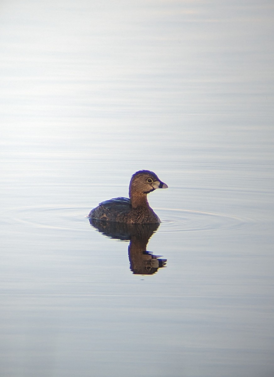 Pied-billed Grebe - ML617134254