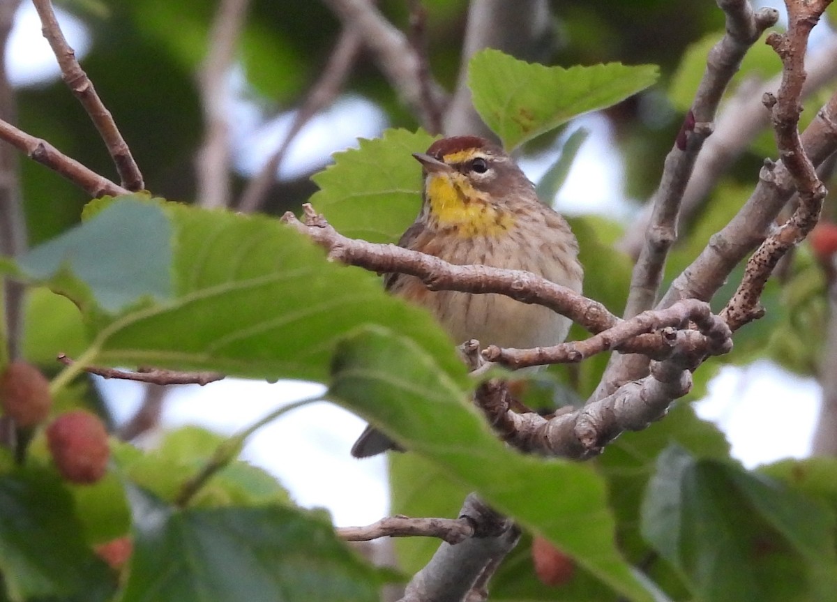 Palm Warbler - Christine Rowland