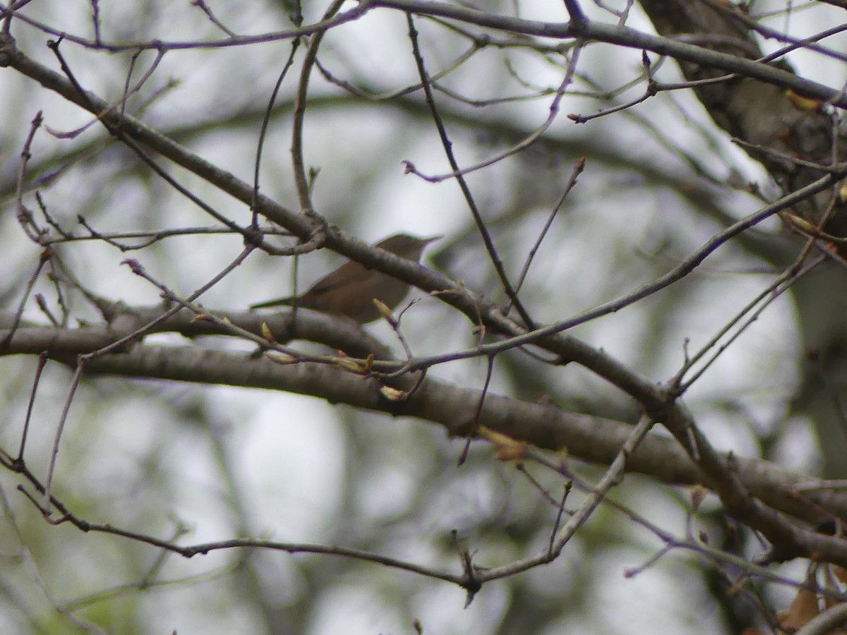 House Wren - Sandra Spence