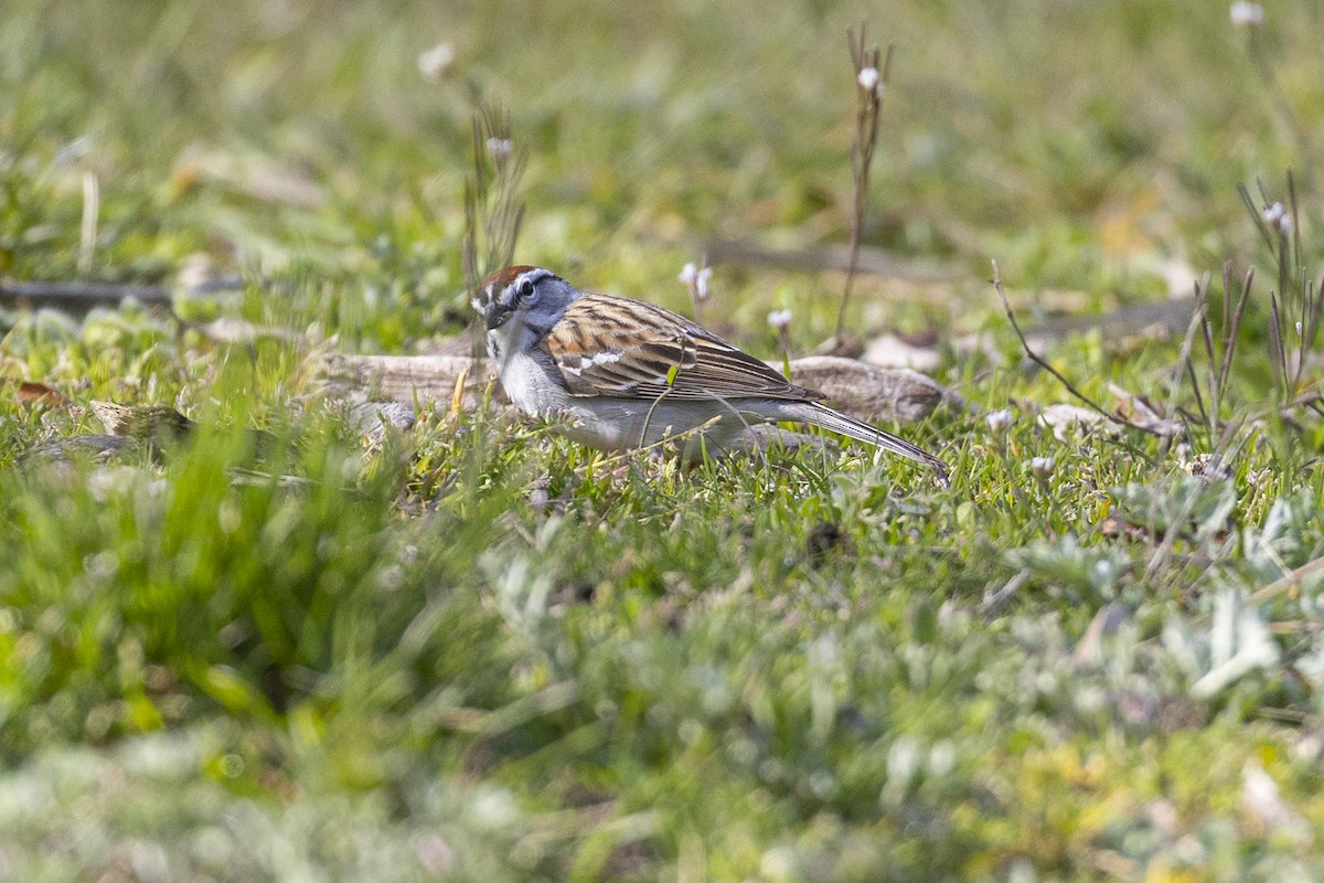Chipping Sparrow - ML617134387