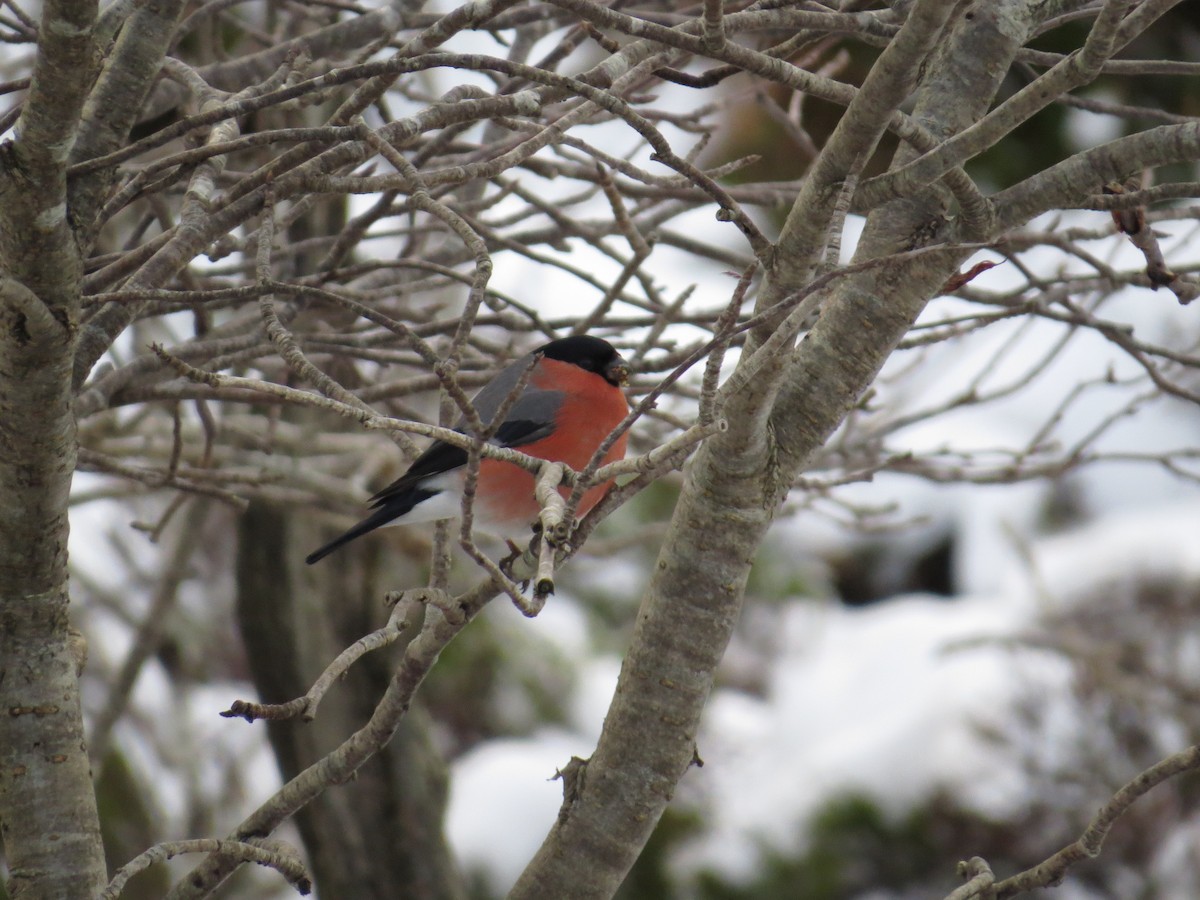 Eurasian Bullfinch - Ryan Irvine