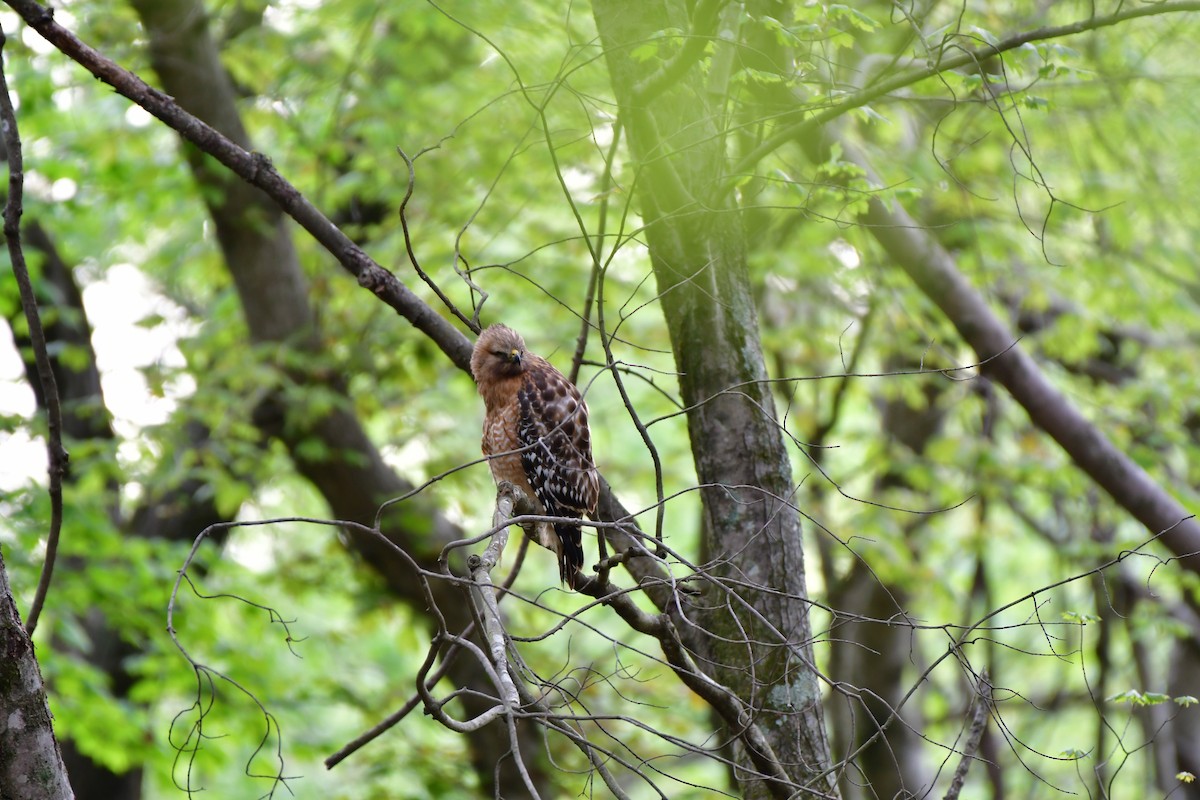 Red-shouldered Hawk - ML617134419