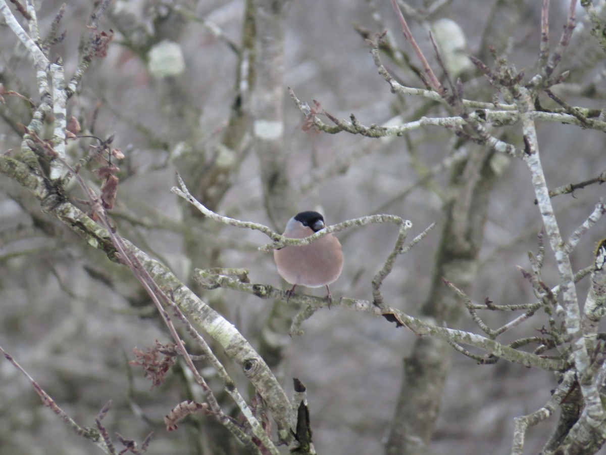 Eurasian Bullfinch - Ryan Irvine