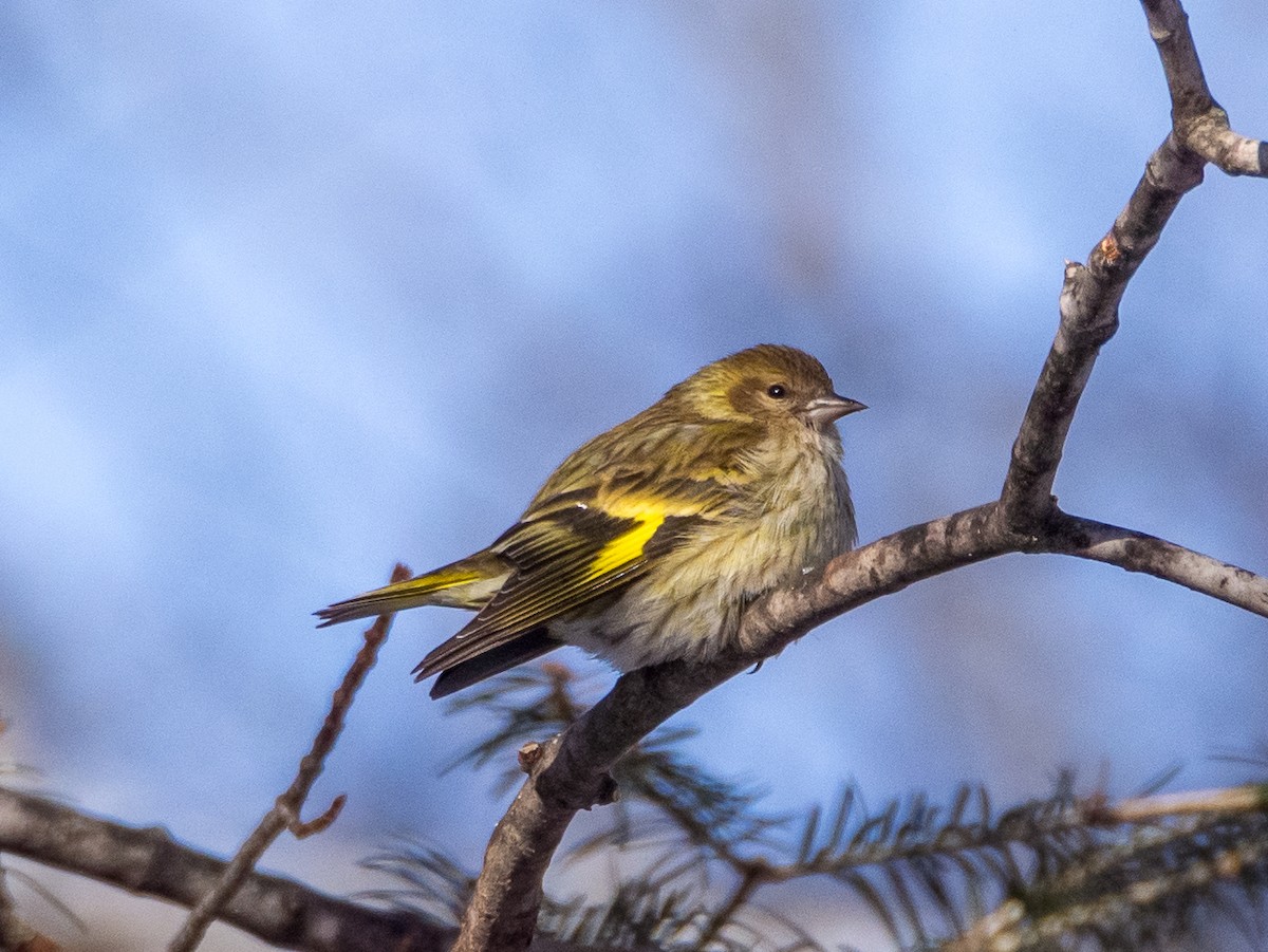 Pine Siskin - ML617134429