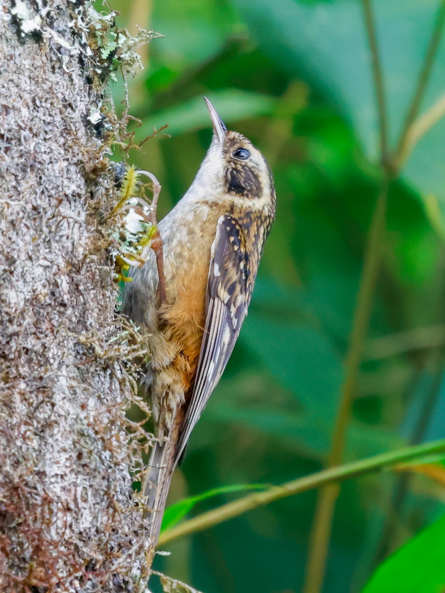 Rusty-flanked Treecreeper - ML617134432