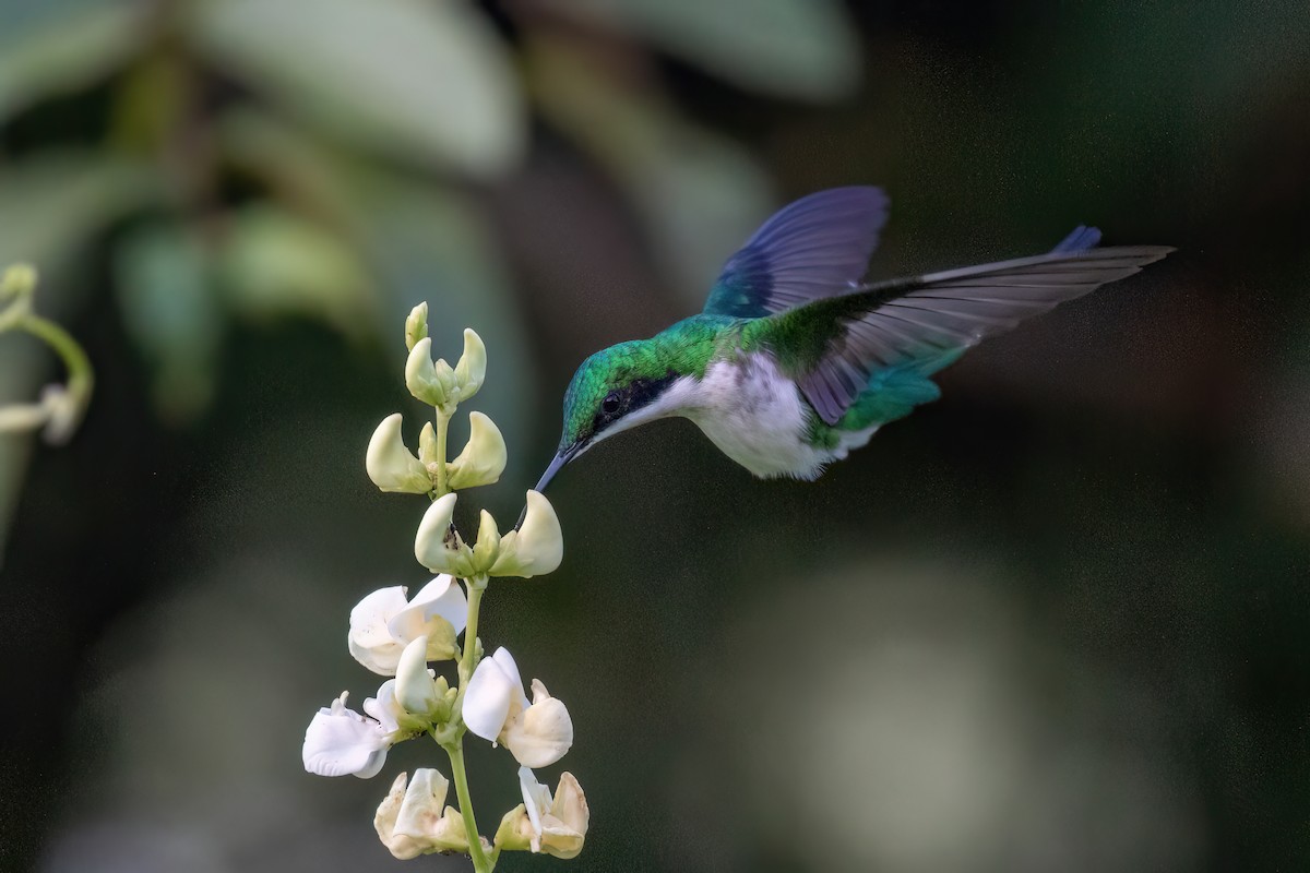 Black-eared Fairy - ML617134446