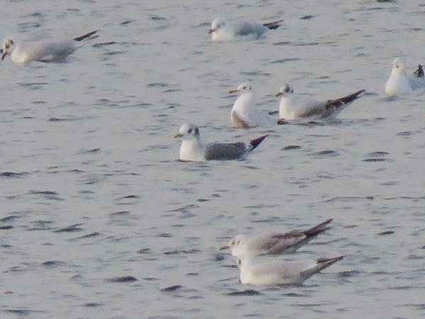 Mouette tridactyle - ML617134493