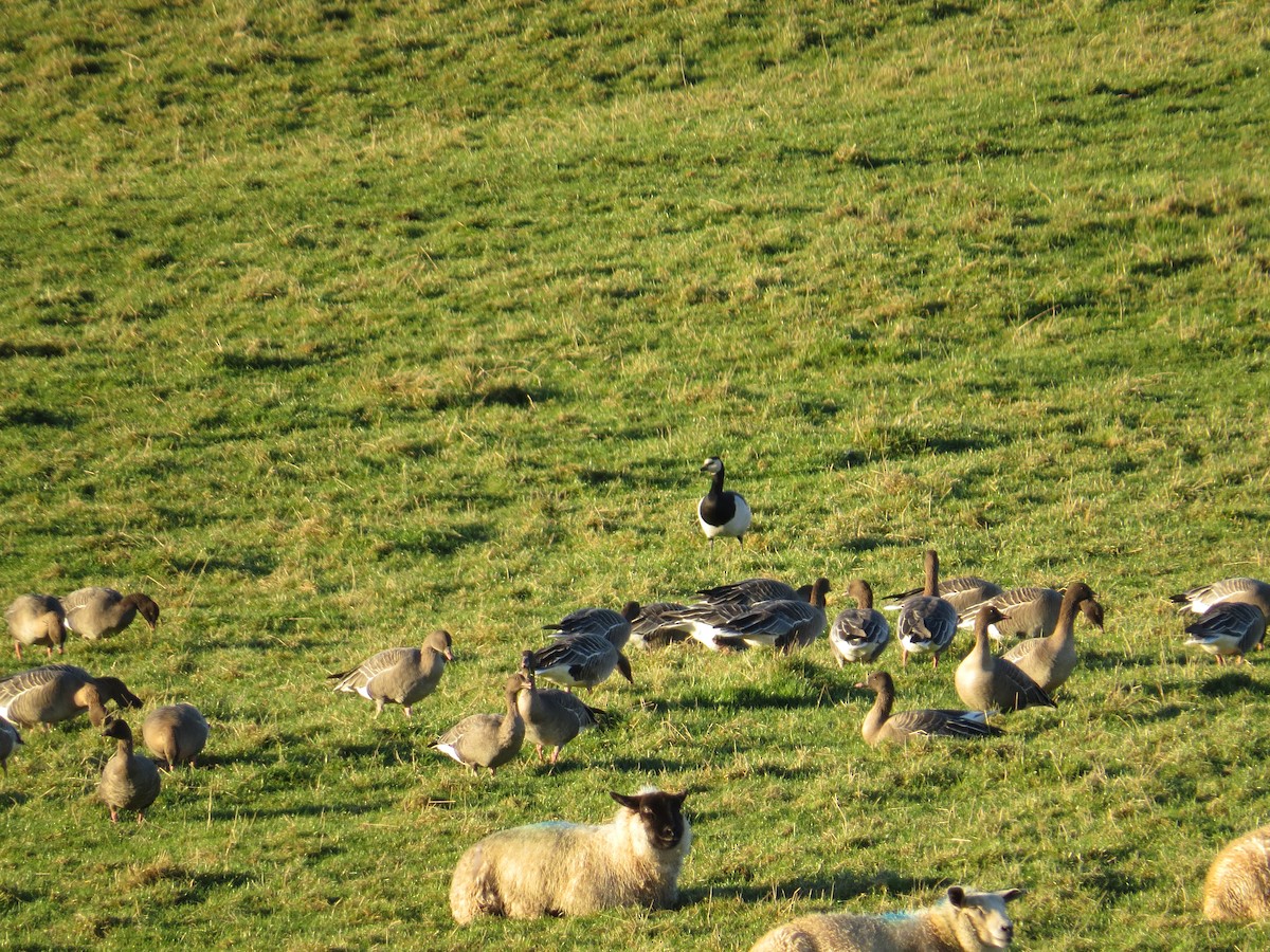 Barnacle Goose - Ryan Irvine