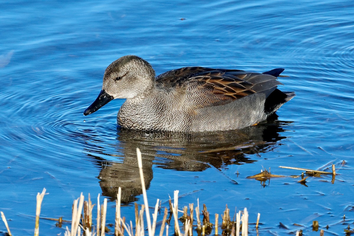 Gadwall - Martin Hosier