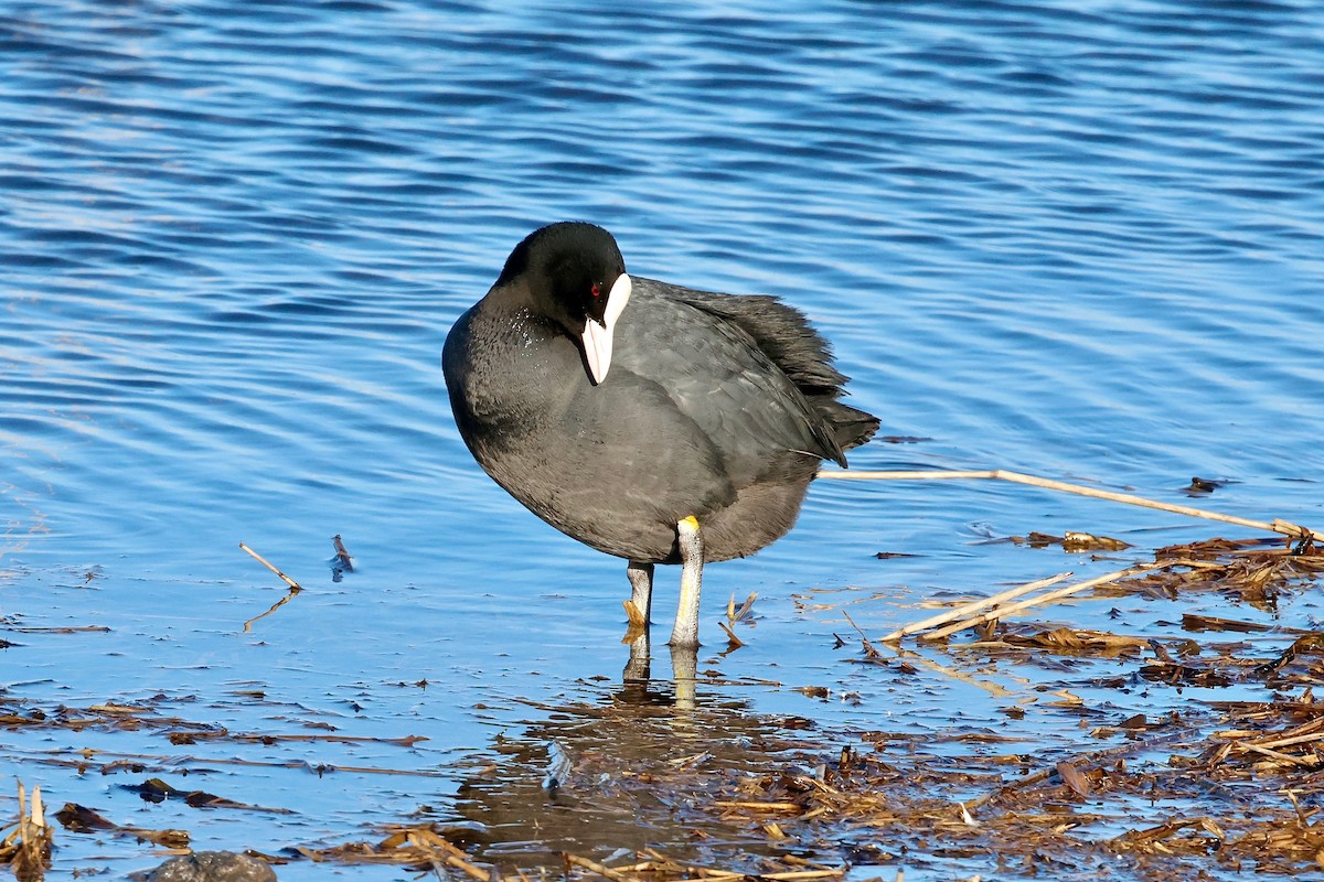 Eurasian Coot - Martin Hosier