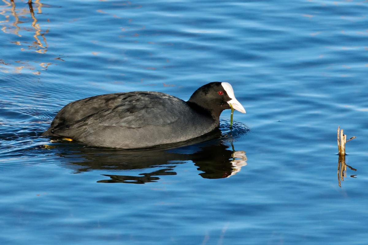 Eurasian Coot - Martin Hosier