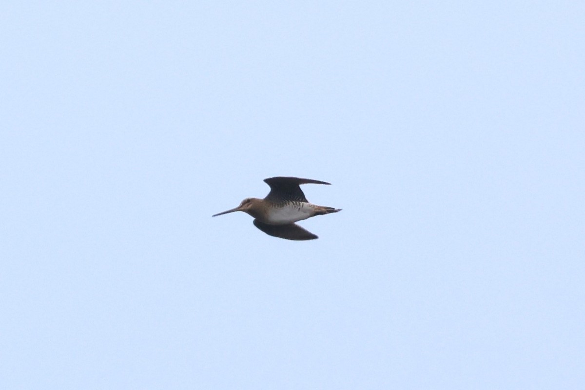 Pin-tailed Snipe - ML617134581