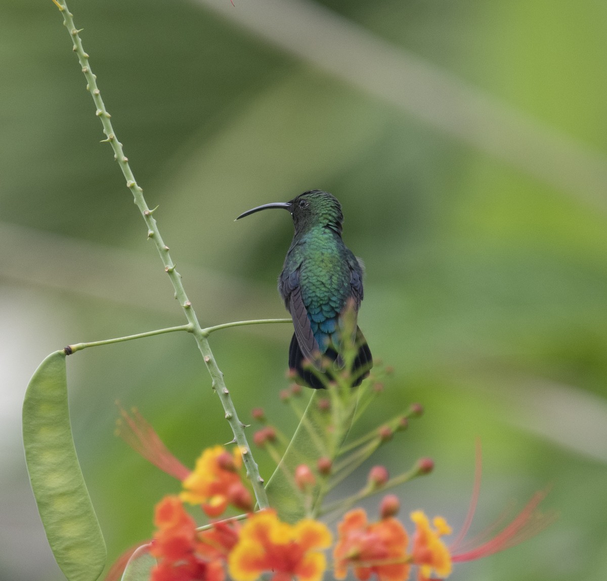 Green-throated Carib - David Darrell-Lambert