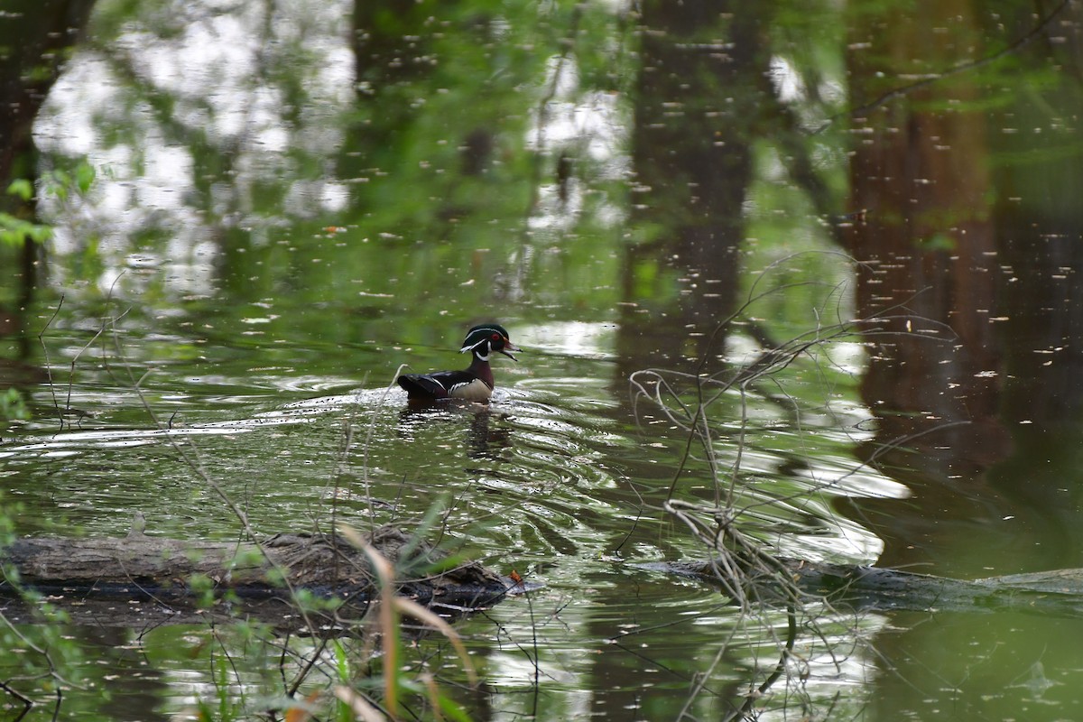 Wood Duck - ML617134586