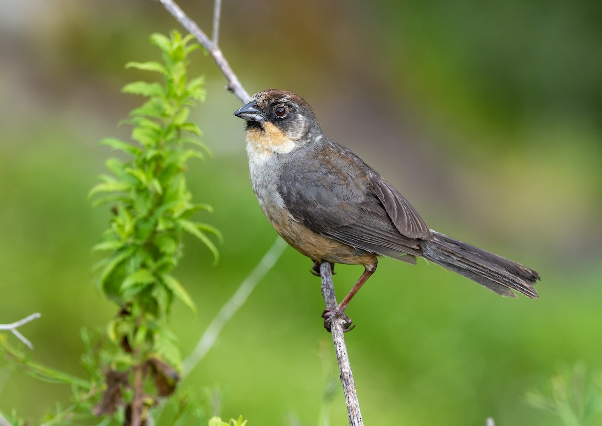 Rusty-bellied Brushfinch - ML617134611