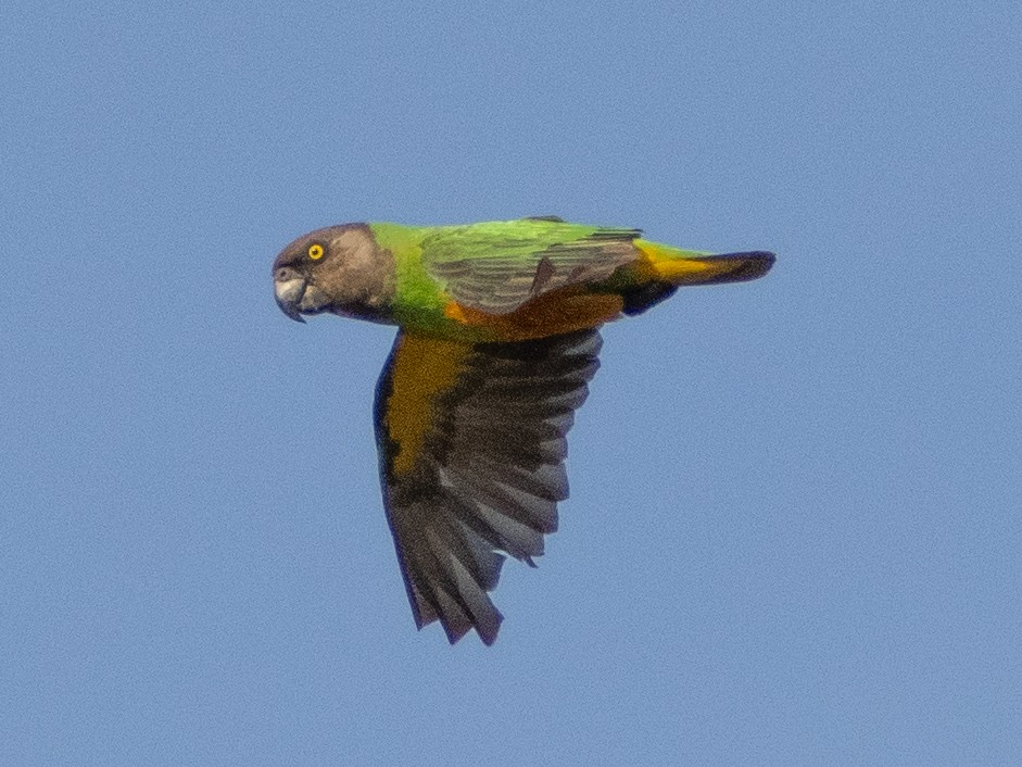 Сенегальский попугай - ML617134630