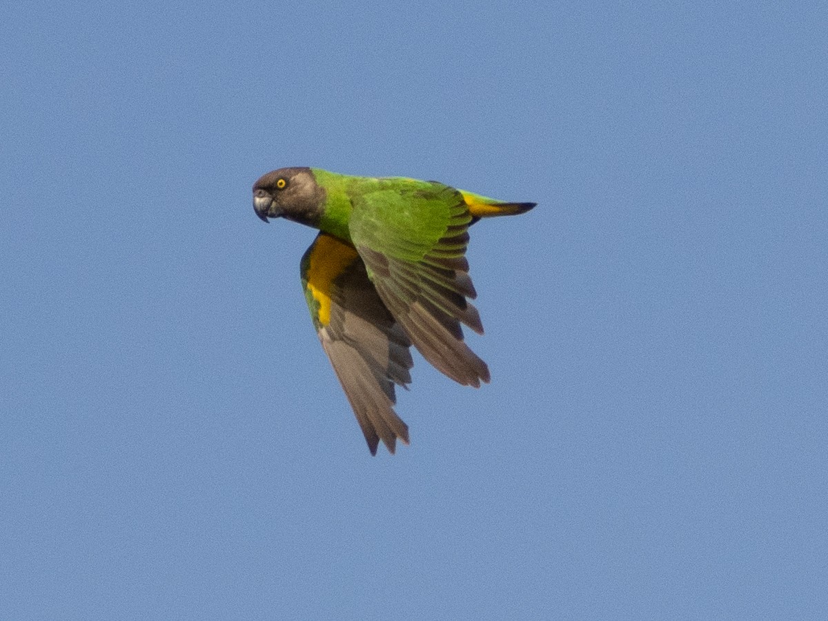 Сенегальский попугай - ML617134631
