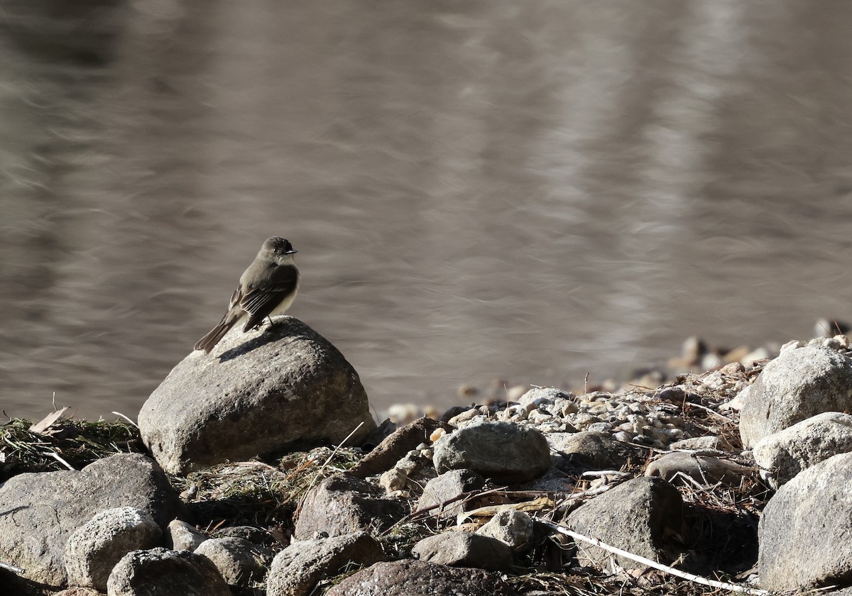 Eastern Phoebe - ML617134634