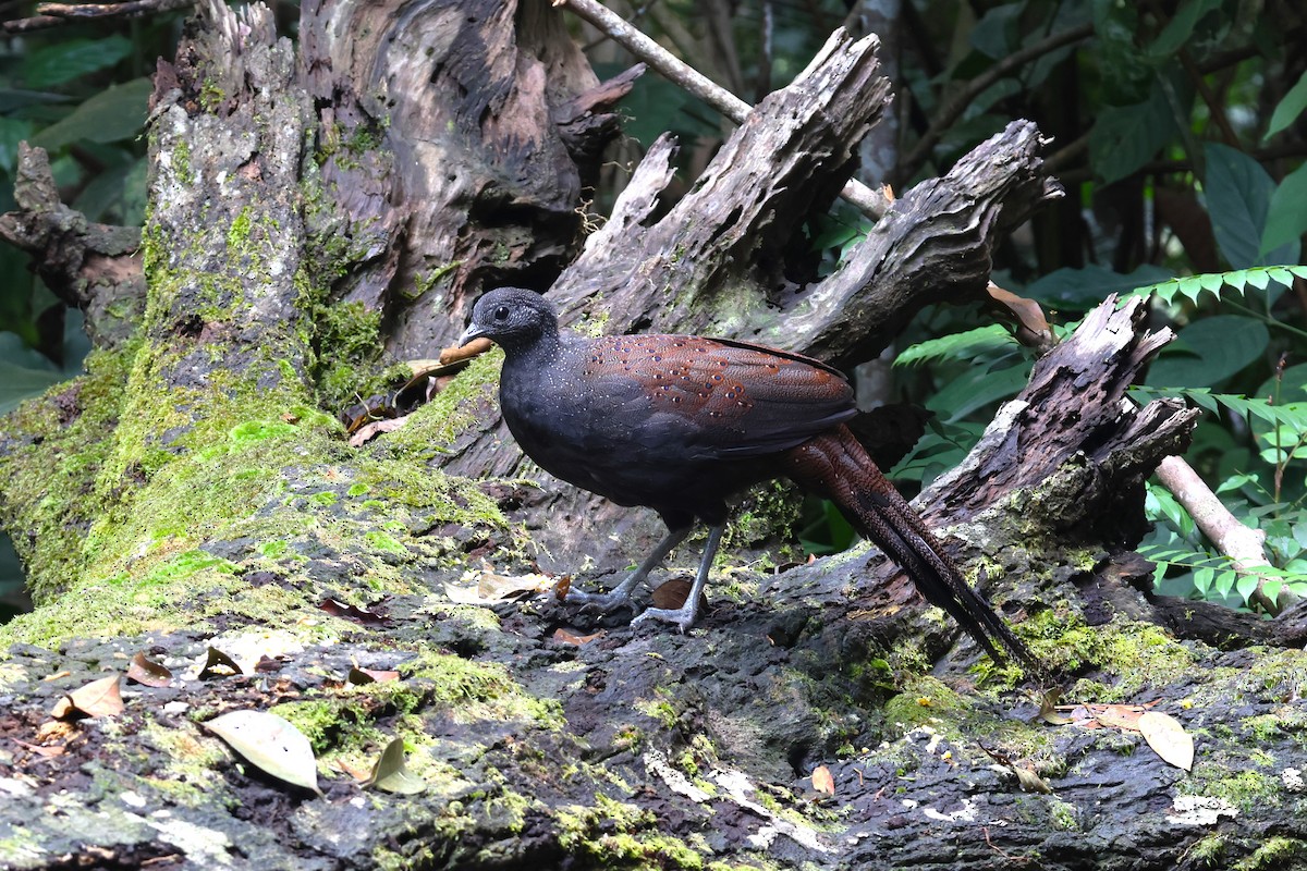 Mountain Peacock-Pheasant - 志民 蘇