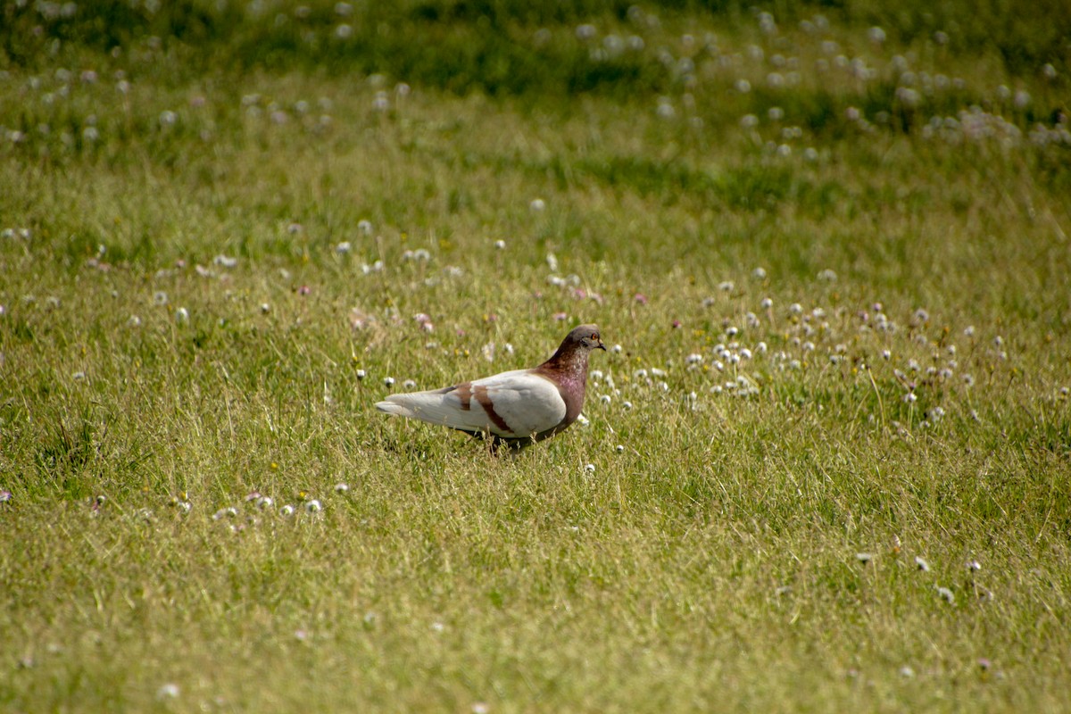 Rock Pigeon (Feral Pigeon) - Guillaume Calcagni