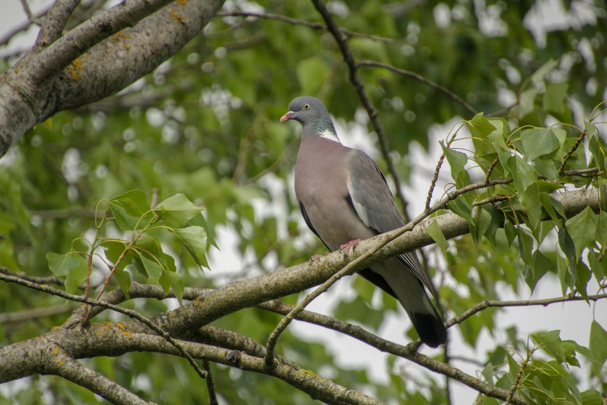 Common Wood-Pigeon - Guillaume Calcagni