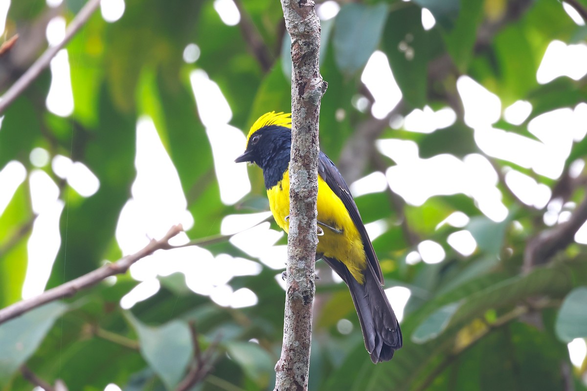 Sultan Tit (Yellow-crested) - ML617134683