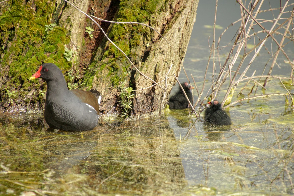 Eurasian Moorhen - Guillaume Calcagni