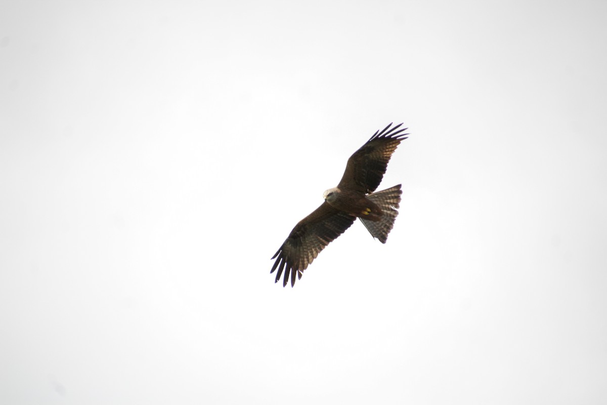 Black Kite - Guillaume Calcagni