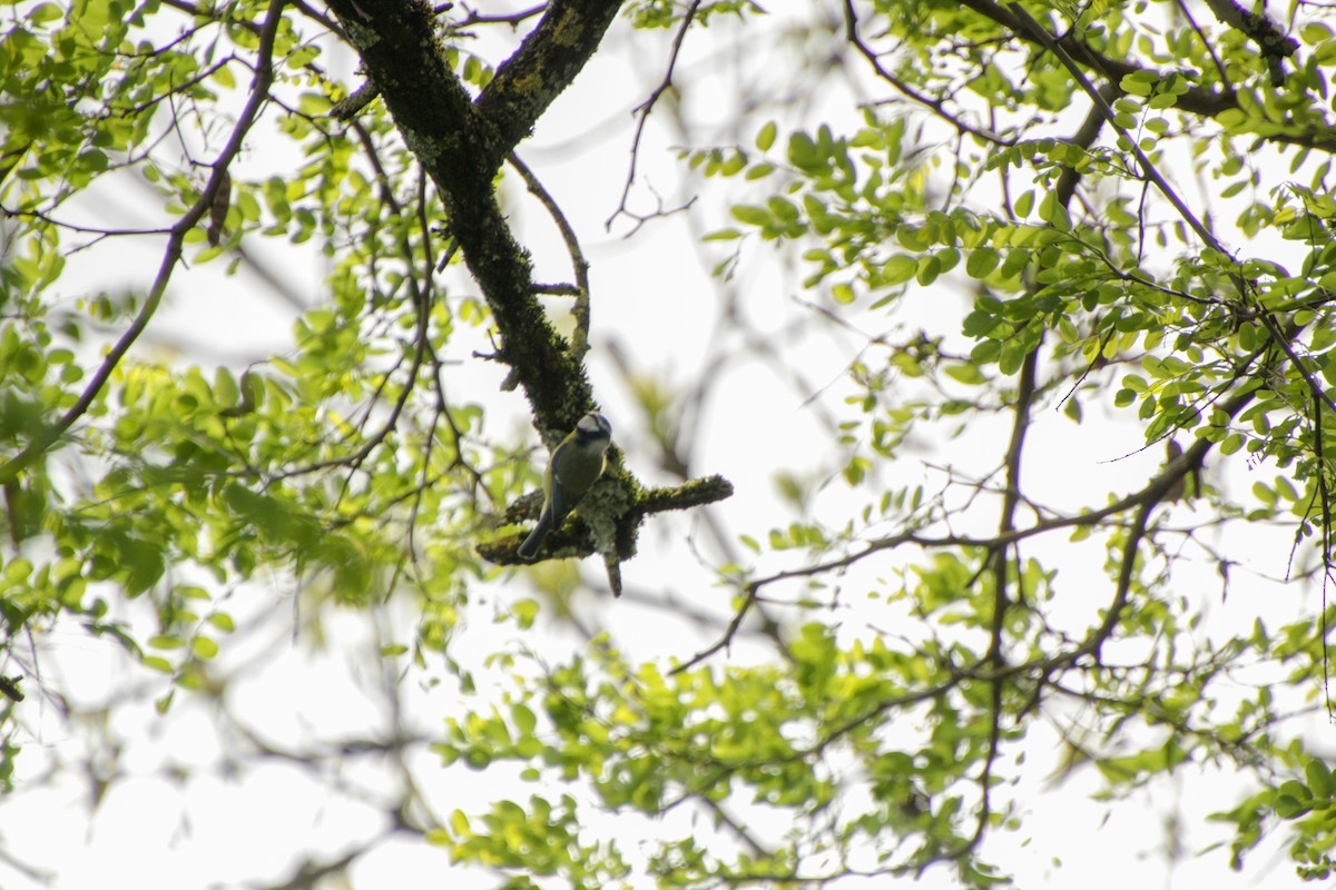 Eurasian Blue Tit - Guillaume Calcagni