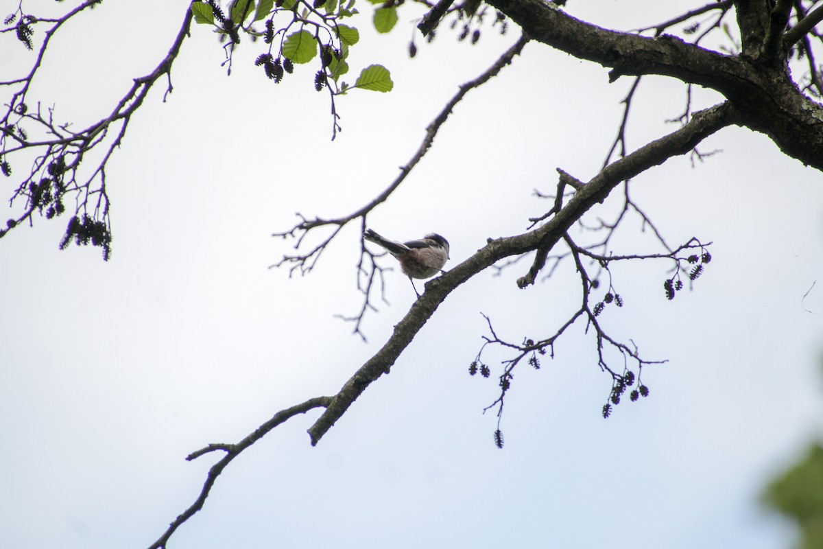 Long-tailed Tit - Guillaume Calcagni