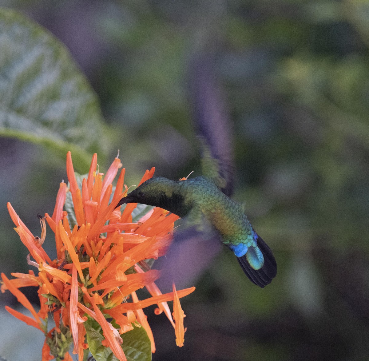 Green-throated Carib - David Darrell-Lambert