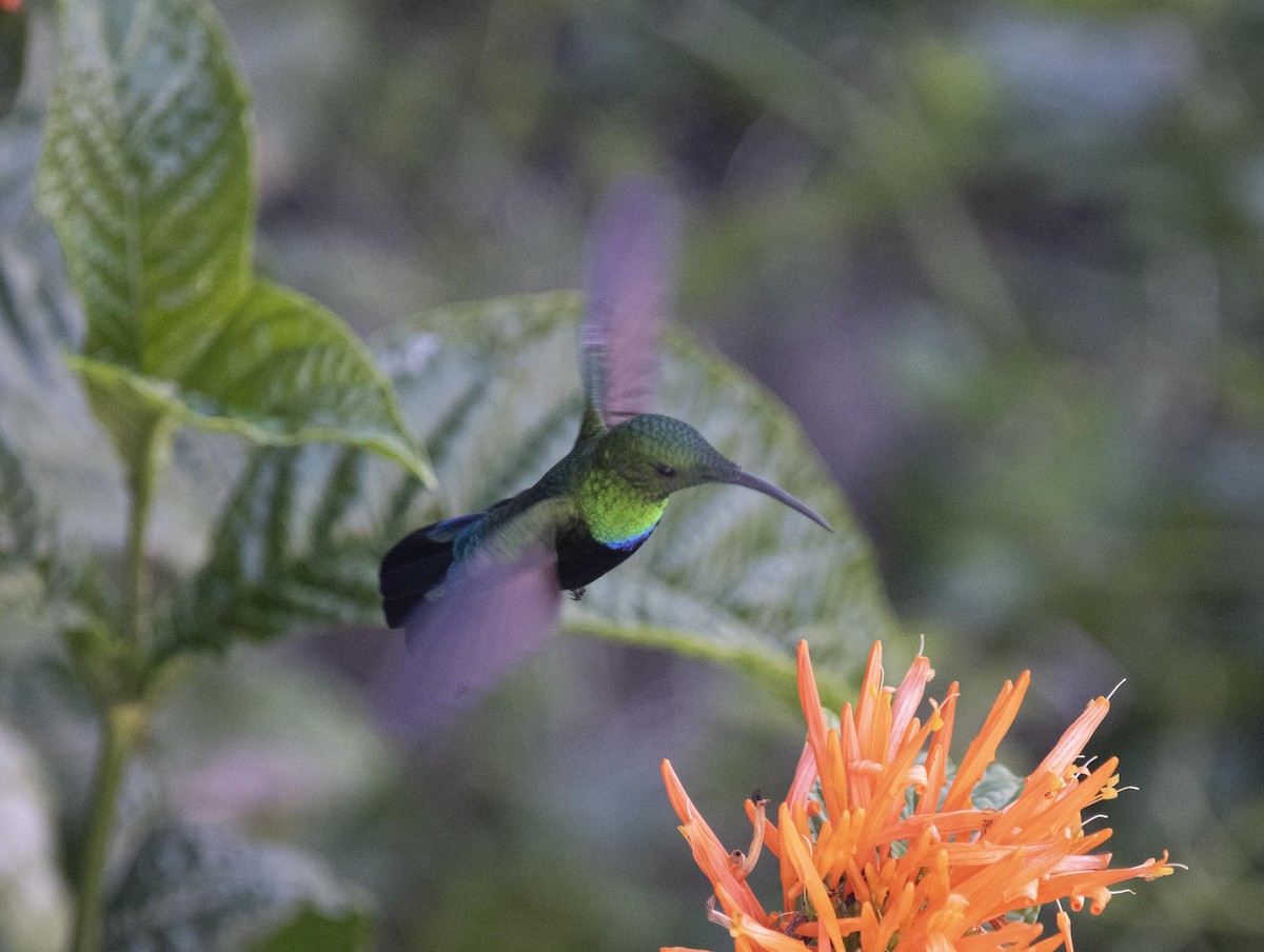 Green-throated Carib - David Darrell-Lambert