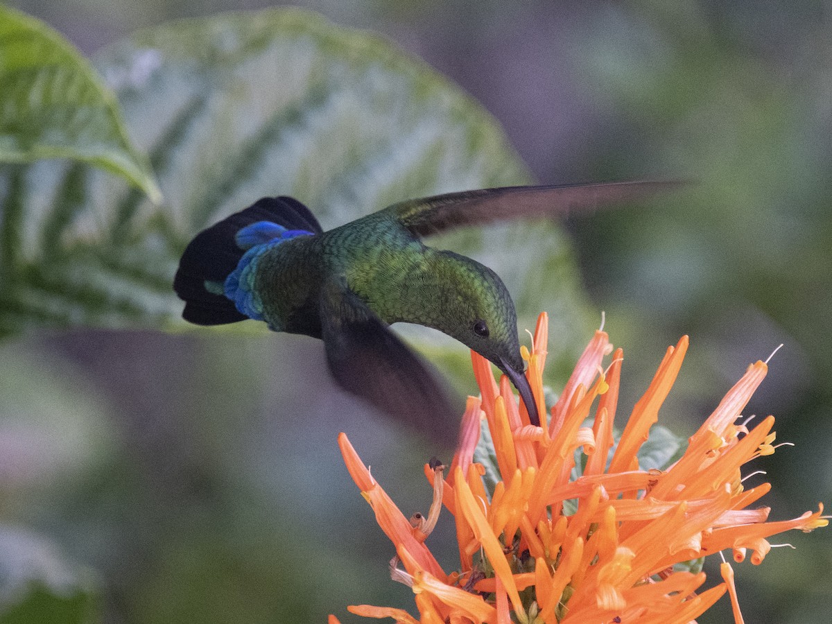 Green-throated Carib - David Darrell-Lambert