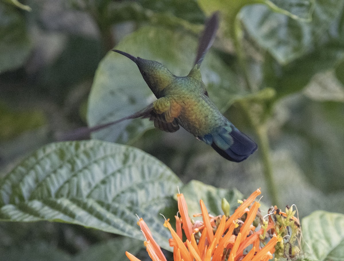 Green-throated Carib - David Darrell-Lambert