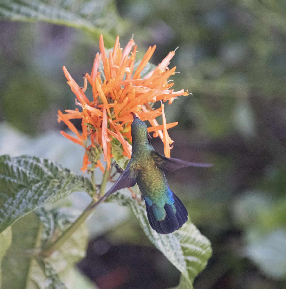 Green-throated Carib - David Darrell-Lambert